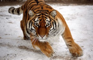 Видеоинсталляция тигра в Киеве стала крупнейшей в Европе (ВИДЕО)
