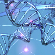 Ученые обнаружили гены, продлевающие жизнь