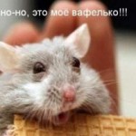 Подопытные мыши заговорили по-человечески