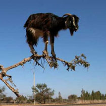 Жесть! Купи Mitsubishi – получи козу