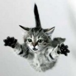 парашют кошка