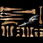 кости ископаемого пингвина
