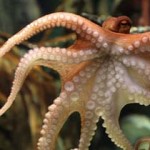 Умер знаменитый осьминог-предсказатель Пауль (ФОТО)