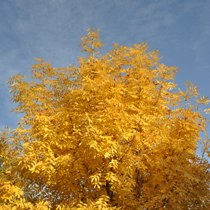 В Харькове наступил самый теплый ноябрь за 119 лет