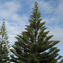 Самая высокая рождественская сосна будет наряжена в Австралии