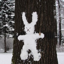 зима заяц