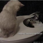 друзья познаются в биде