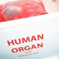 Сколько стоит человек?