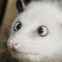 Косоглазый опоссум Хайди предсказала Натали Портман «Оскар»