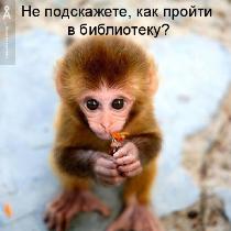 котоматрица