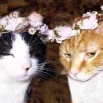 Коты-геи Бруно и Соломон, наконец-то, поженились
