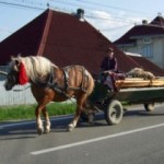 У «водителей кобыл» теперь требуют права 