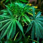 В Калифорнии арестовали «марихуановых бабулек»