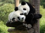 Китайцы спасли панд от вымирания