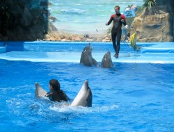 Танцы на воде. Дельфины поговорили с невестами по душам
