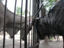 В День обезьян в зоопарке состоялась битва антилоп