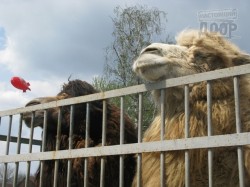 Открытие Харьковского зоопарка: животные переехали в летние квартиры