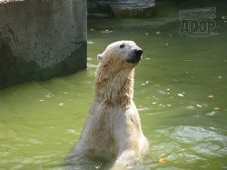 Открытие Харьковского зоопарка: животные переехали в летние квартиры