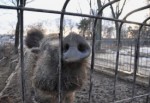 Харьковский зоопарк оживился в предвкушении весны