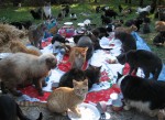 коты,обед,исследование