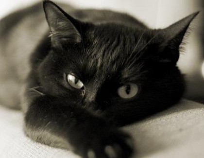 кошка,животное,дом