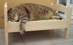 Распродажа толстых котов