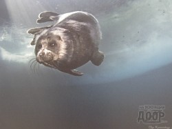 фотогалерея