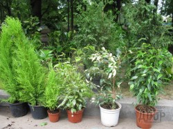 В саду Шевченко появились невиданные растения