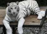 Тигрюля не возбуждает жениха из Франции (ФОТО)