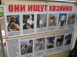 праздник животных