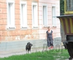 Харьковскую дворняжку, которая покусала Лизу Боярскую, усыпили
