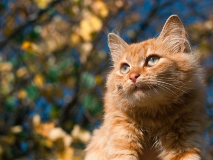 кошка,рыжая,харьков