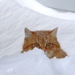 апельсин на снегу