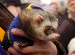 Хорхе. Он же Гоша, он же Гога, он же Жора.Талисман «Металлиста» обрел имя