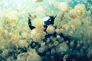 Одно из уникальнейших мест на планете – Озеро медуз
