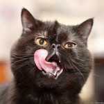 кот