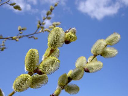 Сегодня – Вербное воскресенье