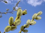 Сегодня – Вербное воскресенье