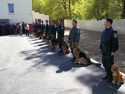Помогите найти похищенную собаку-спасателя!