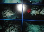 Галерея «Маэстро» представляет выставку подводных фотографий