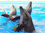 В харьковском дельфинарии показали шоу-программу «Дари любовь»