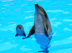 В харьковском дельфинарии появилась малышка-дельфин