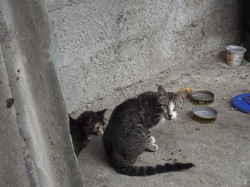 Кошки в Крыму. Куда мельче… и куда ласковее (ФОТО)