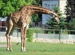 Жирафов в наш зоопарк заселят в следующем году