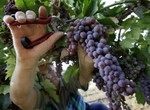 Открыта выставка художественного джимбалоса