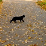 черный кот