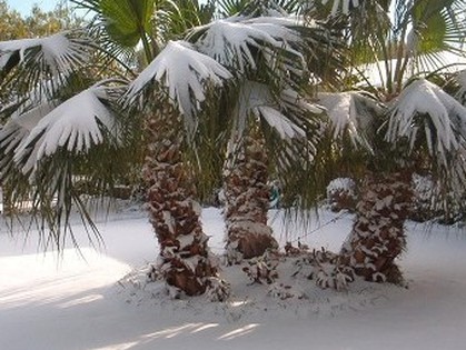 снег в сахаре