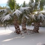 снег в сахаре