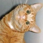 день кошек