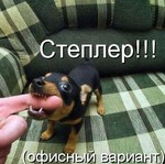 степлер